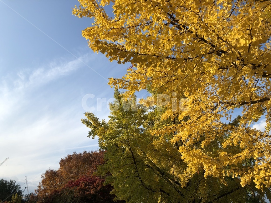 하늘,단풍,가을,노랑,나무,가을,계절,fall,autumn,season