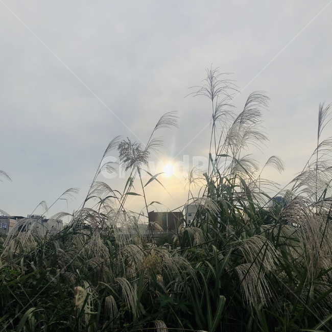 식물,갈대,plant,하늘,풍경,grass