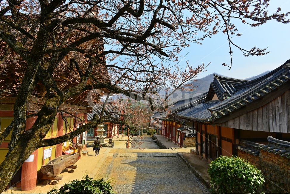 human,인간,person,사람,architecture,건축물,building,flagstone,판석,nature,자연,outdoors,옥외,road,도로,tree,나무,plant,식물,gravel,자갈,dirtroad,흙길,경치,경관,벚꽃,벚나무,승주,선암사,처진올벚나무,선암사처진올벚나무,봄,계절,유적지,문화재