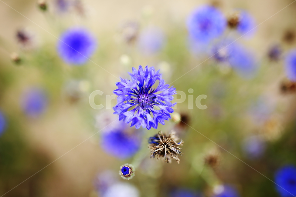 수레국화,cornflower,도깨비부채,꽃말,행복감,독일국화