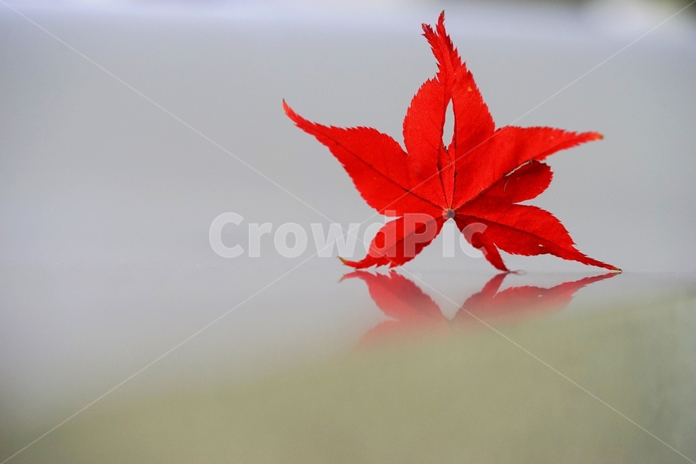 단풍잎,단풍,단풍나무,낙엽,가을,가을,계절,fall,autumn,season,leaf,잎,plant,식물,tree,나무