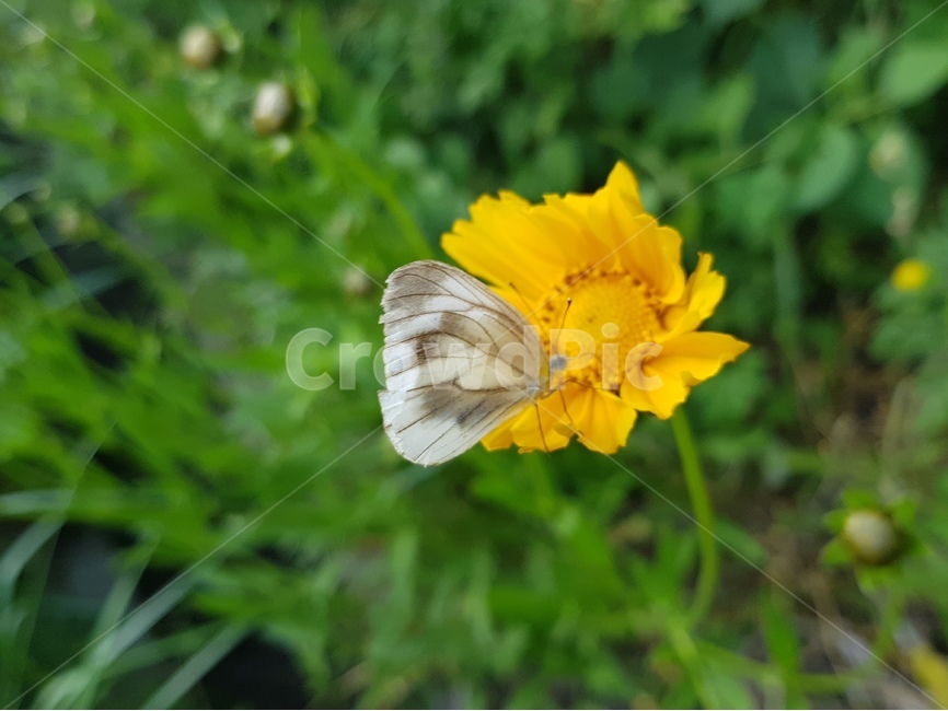 자연,꽃,식물,나비,곤충,flower,butterfly,감성,동물,animal,곤충,벌레,insect,bug