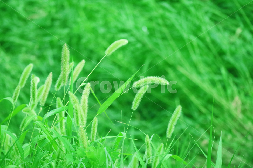 강아지풀,식물,풀,풀밭,수풀,잡초,초록,여름,자연,식물,자연,plants,nature