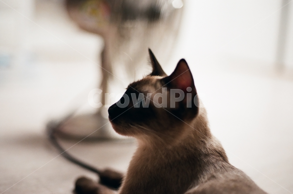 고양이,애견묘,샴고양이,필름카메라,감성,사진,monotone,pilm,cat,동물,동물사진,가족,사랑,포유류,love,animal,동물,animal,포유류,mammal,고양이,cat,kitten,kitty,감성,sensible,feeling