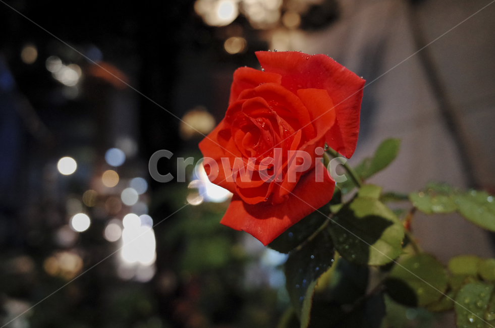 blossom,꽃,flower,식물,plant,red,빨간꽃,빨간,붉은,붉은꽃,들꽃,rose,장미,밤,밤장미,빨간장미