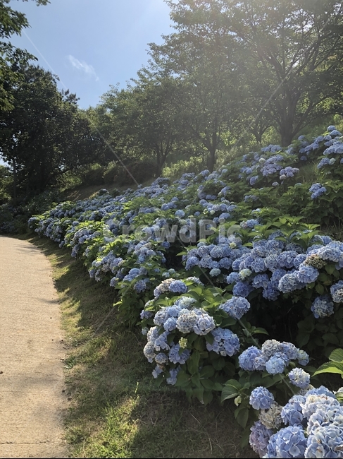 공원,수국,파란색수국,파란색,보라색,꽃,하늘,맑은날,산책길,나무,평화로움,여유