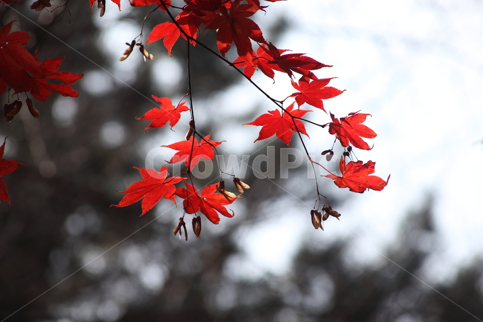 단풍,단풍나무,엽록소,가을,redleaves,가을,계절,fall,autumn,season,식물,자연,plants,nature,plant,leaf,잎,tree,나무