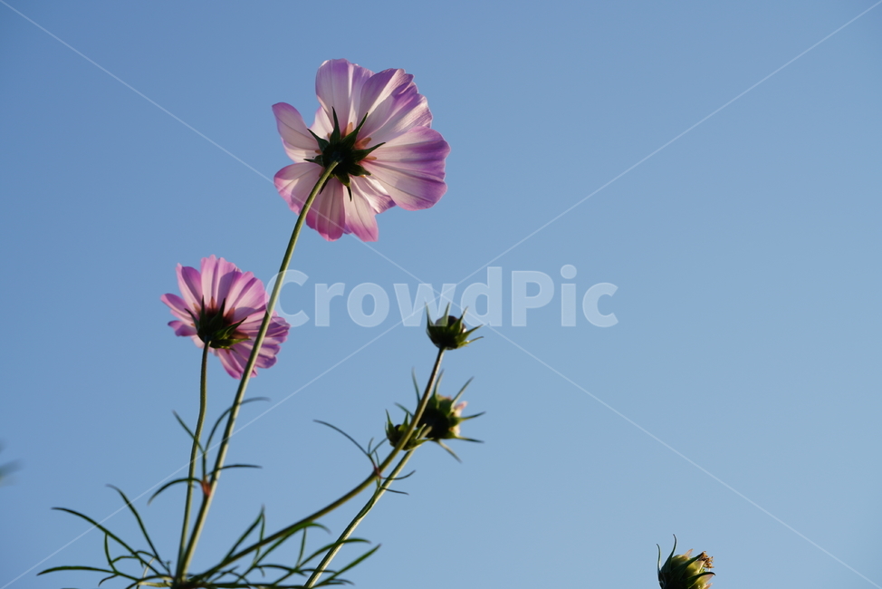 플라워,flower,코스모스,가을,계절,식물,생물,plant,꽃,식물,자연,plants,nature,꽃,flower