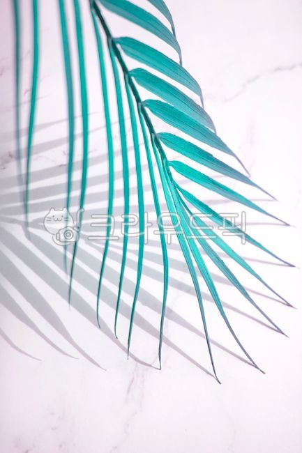 shadow,pattern,mint color,frond,summer,White space,palm tree,fluttering,leaves,copy space,stripe,green,natural,nature,tree,emptied,abstract,leaf,tropical,pointed,marble,blue,light,tropics,background,plant,silhouette,loose