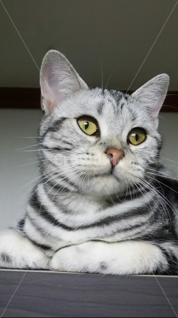 동물,cat,애완동물,고양이,animal