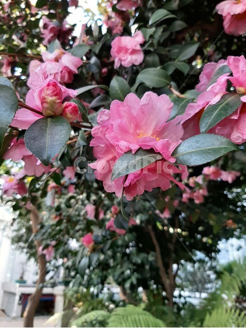 flower,꽃,분홍,blossom,plant,식물,자연,plants,nature,꽃,flower