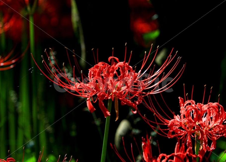 꽃무릇,상사화,선운사,꽃,붉은꽃,식물,자연,plants,nature,꽃,flower