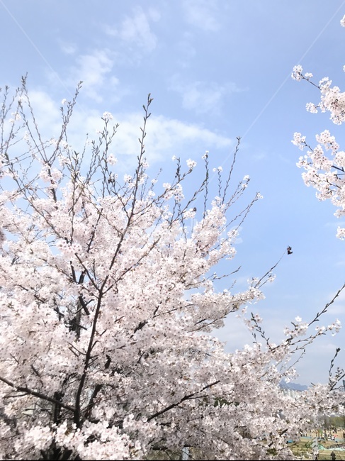 꽃,벚꽃,하늘,구름,봄,나들이,봄,계절,spring,season,자연,풍경,nature,landscape,plant,식물,blossom,cherry blossom,flower