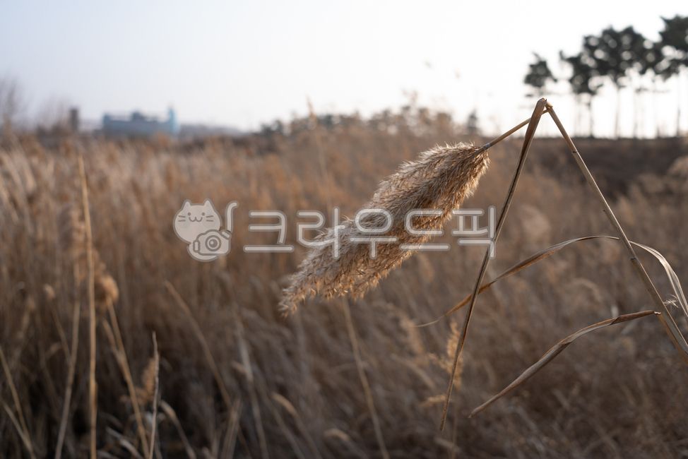가을풀밭,가을갈대,가을분위기,쓸쓸함,겨울갈대,갈대숲