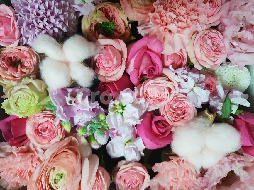 꽃,flower,장미,rose,목화,핑크,pink,분홍,식물,plants,flowers,예쁜,pretty,beautiful,향,향기,선물