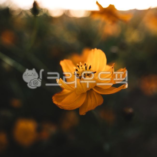 꽃,코스모스,가을,이쁜꽃,가을꽃,꽃밭