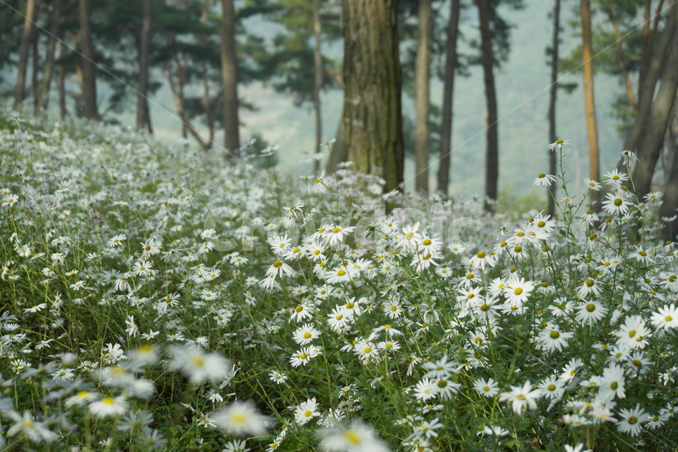 구절초,정읍,소나무숲,어울림,가을,식물,자연,plants,nature,꽃,flower