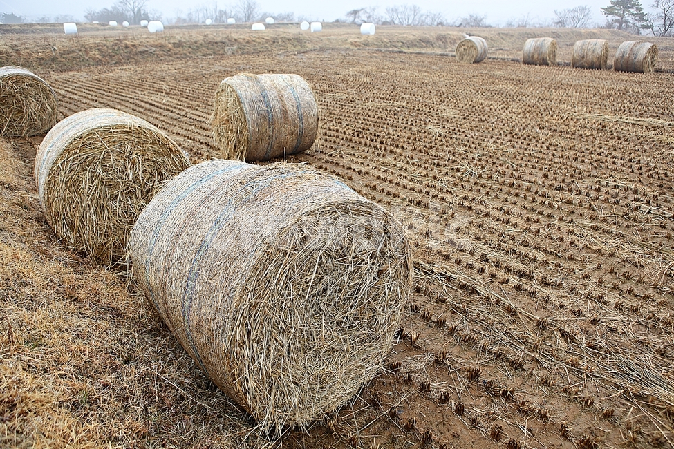 짚,사료,논,볏짚,짚둥치,식물,자연,풍경,겨울,농업,산업,industry,industrial,농업,농사,agriculture,farming,farming industry