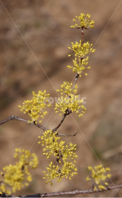 나무,꽃,산수유,봄,노란색,식물,자연,plants,nature,꽃,flower