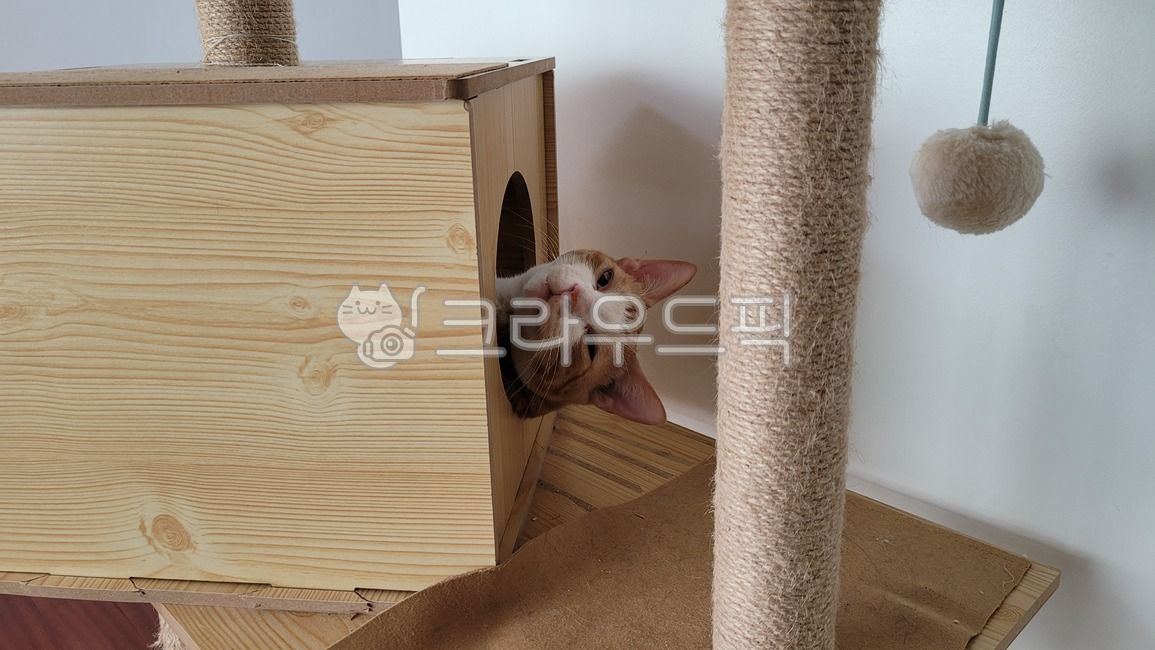 고양이,냥이,동물,잠자는동물,졸린동물,냥집사