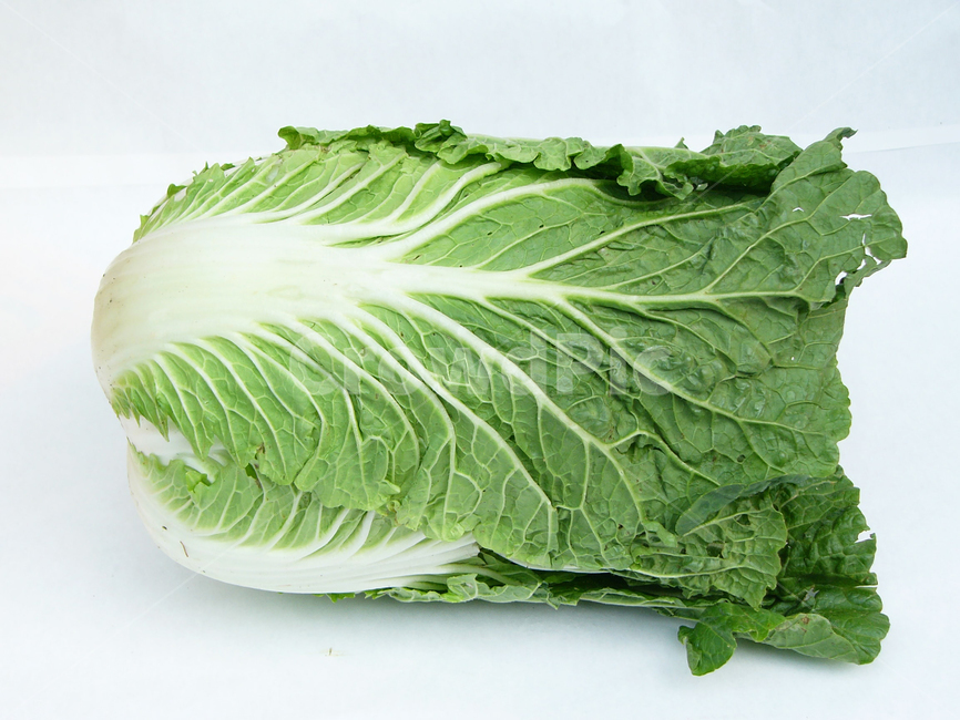 배추,포기배추,채소,배추한포기,배추김치,채소,야채,vegetables,농업,농사,agriculture,farming,farming industry