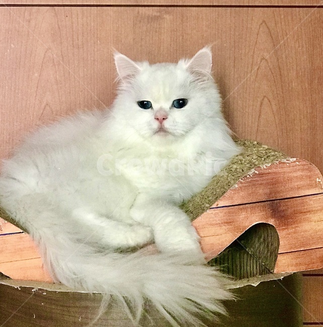 고양이,반려묘,cat,터키쉬앙고라,반려동물,cats,냐옹,냥