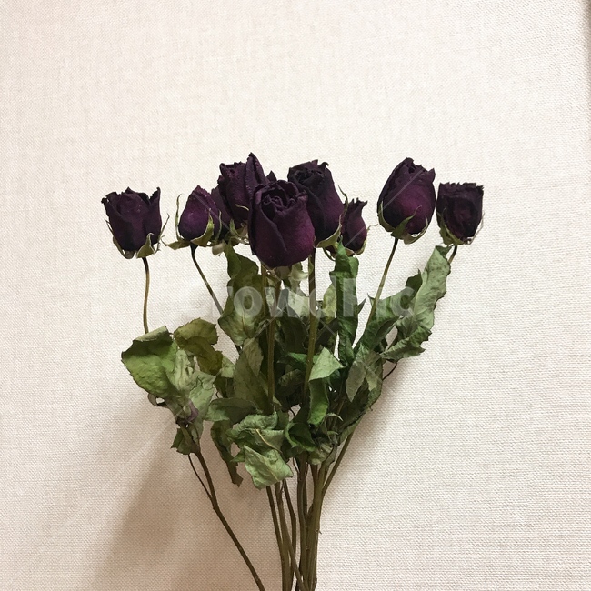 장미,rose,말린장미,dryflower,꽃,말린꽃,flower,감성,꽃,flower