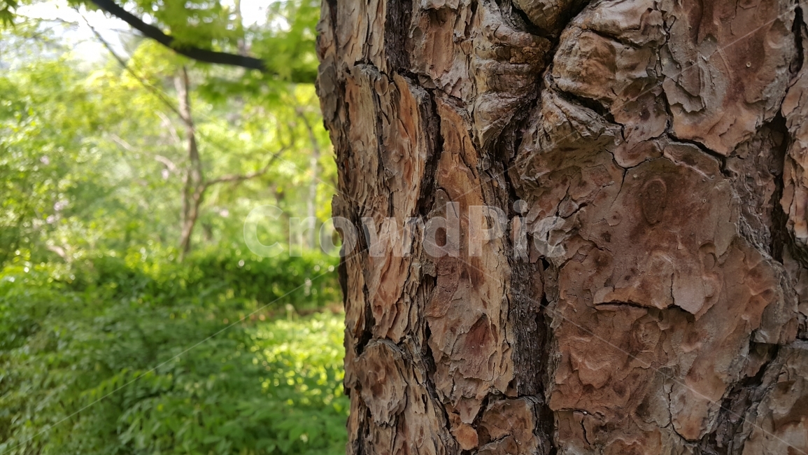 접사,나무,자연,기둥,질감,나무질감,갈라짐,식물,자연,plants,nature,나무,trees,wood,텍스처,질감,패턴,texture,pattern