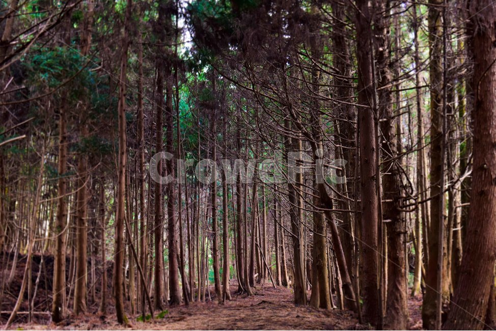 식물,나무,편백나무,힐링,숲,울창,plant,tree,혼자,홀로,편안,갈색,자연,풍경,nature,landscape,나무,trees,wood
