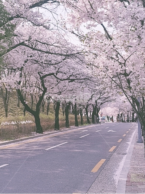 벚꽃,대구앞산,pink,자연,봄