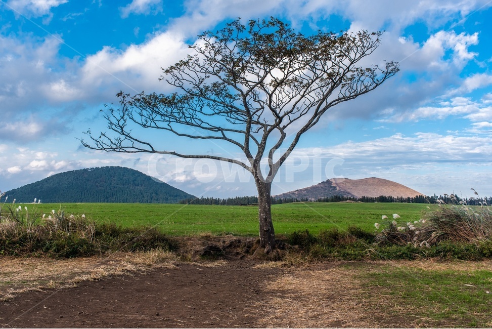 nature,자연,outdoors,옥외,field,grassland,목초지,savanna,대초원,들,왕따나무,나무,제주도,관광지,명소,자연,풍경,nature,landscape