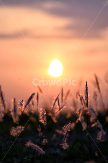 노을,일몰,태양,억새풀,풍경,자연,풍경,nature,landscape,grass,잔디,plant,식물,flare,플레어,light,빛,outdoors,옥외