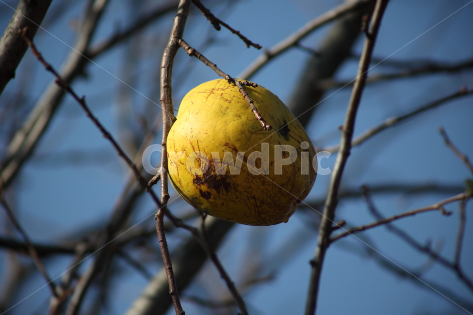 모과,열매,약용식물,모과나무,chinesequince,과일,열매,fruit