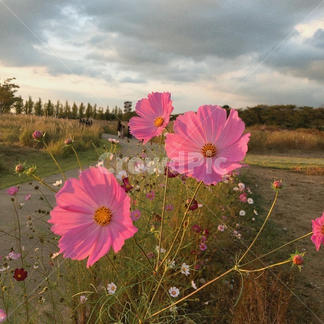 blossom,꽃,식물,flower,plant,가을,계절,fall,autumn,season,geranium,제라늄