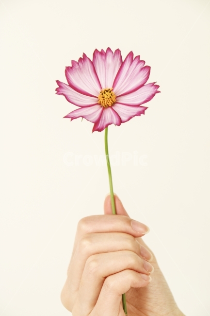 코스모스,손,핸드모션,컨셉,기획,콘셉,자연,사람,식물,다울,가을,가을,계절,fall,autumn,season,식물,자연,plants,nature,꽃,flower,사람,인물,인간,human,person,신체일부,몸,body,plant