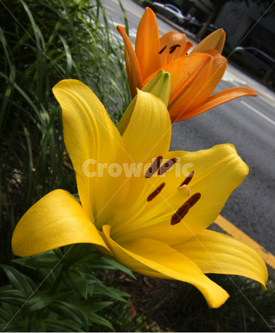 길가,길가꽃,꽃,flower,colorful,색,색체