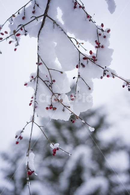 첫눈,겨울,눈,겨울수목원,눈꽃,계절,winter,snow,겨울,계절,winter,season,식물,자연,plants,nature,과일,열매,fruit