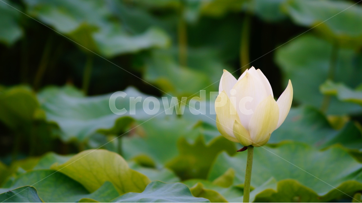 연꽃,꽃,꽃사진,식물,자연,식물,자연,plants,nature,꽃,flower