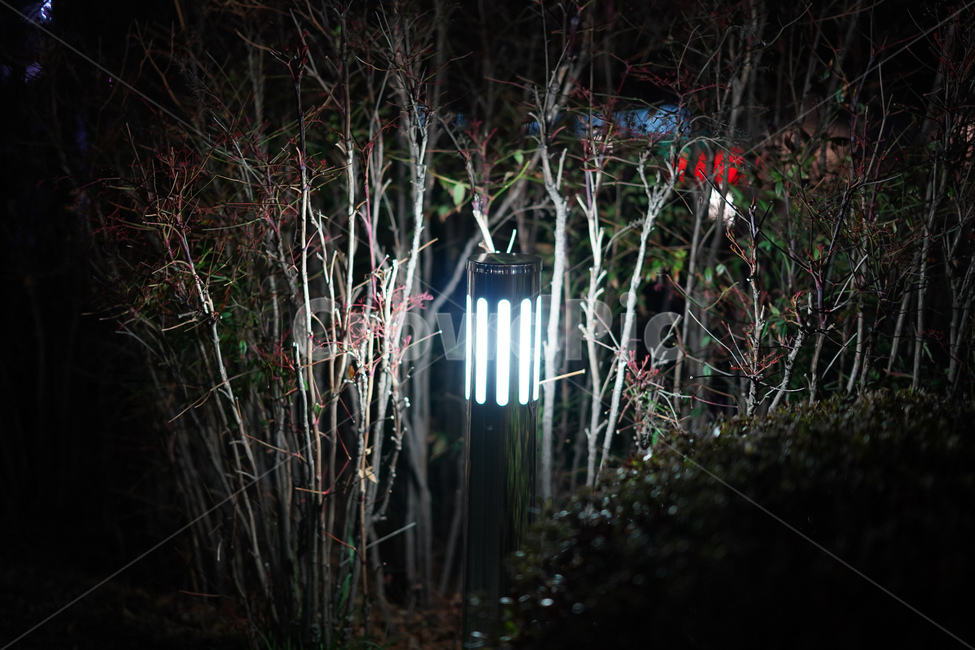 밤,나무,식물,조명,빛,야경,밤,풍경,nightscape,night,landscape,식물,자연,plants,nature,lighting