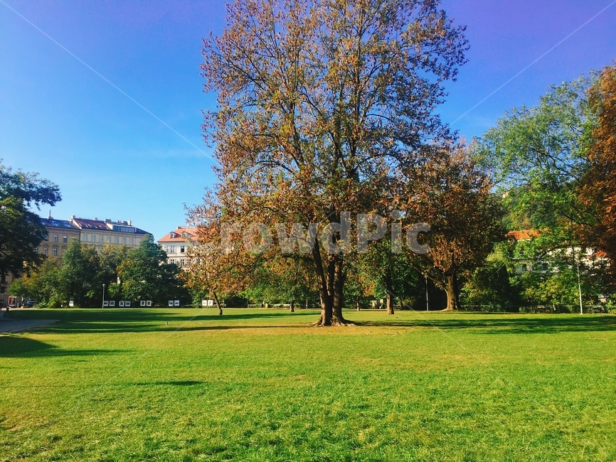 잔디,가을,초록색,공원,배경,grass,plant,계절,풍경,자연,식물,그린,fall,하늘,나무,trees,wood