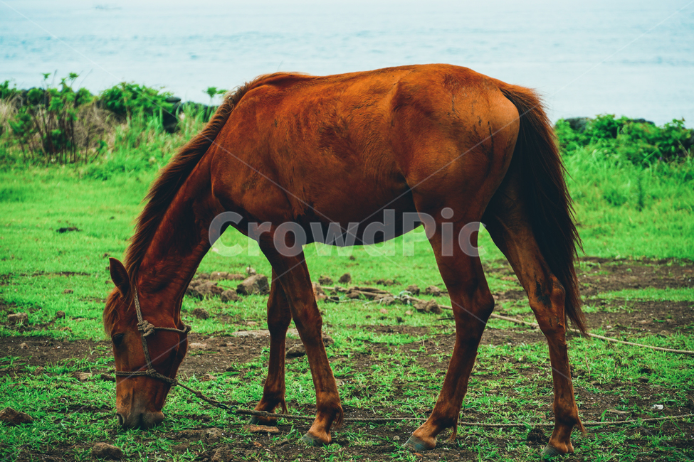mammal,포유류,animal,동물,horse,말,field,들,nature,자연,outdoors,옥외,grassland,목초지,제주,동물,animal,포유류,mammal