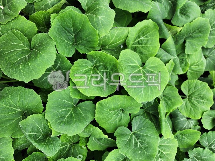 식물,모종,호박,호박모종,농업