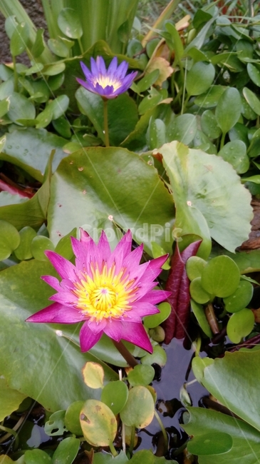 수련,식물,녹색,잎,자연,식물,자연,plants,nature,꽃,flower