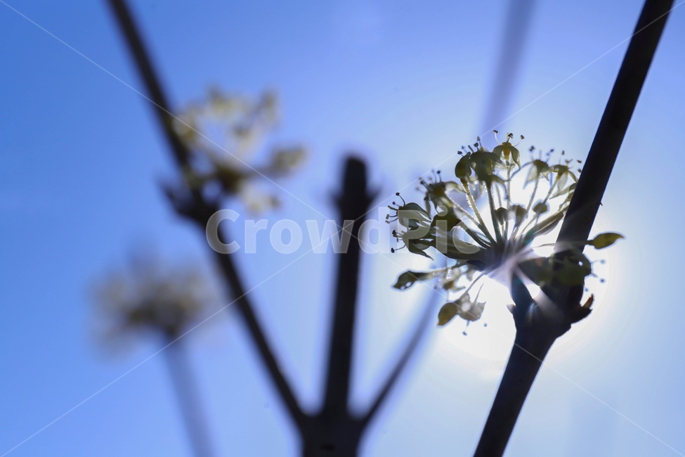벚꽃,꽃봉우리,봄,늦겨울,역광,spring,blossom,cherryblossom,plant,식물,nature,식물,자연,plants,nature,꽃,flower
