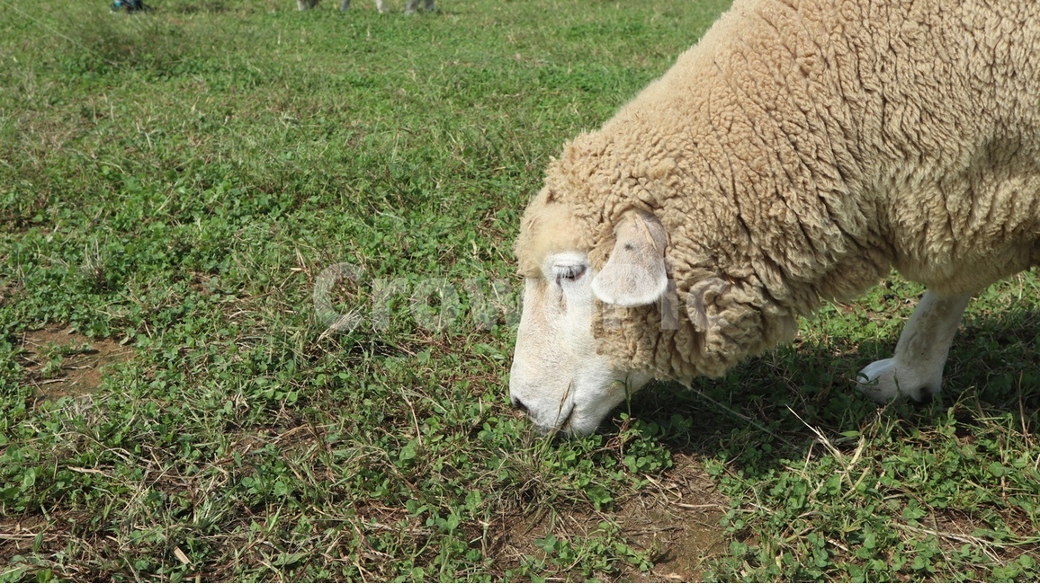 양,sheep,동물,mammal,animal,포유류,목장,동물,animal,포유류,mammal