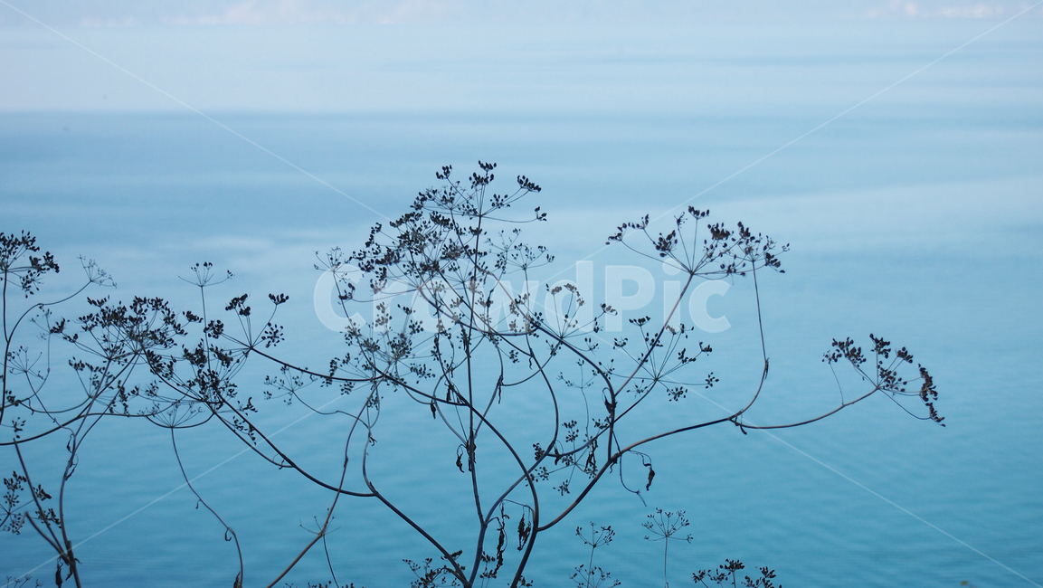 하늘,나무,실루엣,배경,그림자,자연,겨울,scenery,landscape,경치,branch,나뭇가지,nature,beautiful,winter,tree,green,mysterious,sky,silhouette,outdoors,dreamlike,refreshing,풍경,background,cold,cool,object,forest,crystal,blue,frost,자연,풍경,nature,landscape