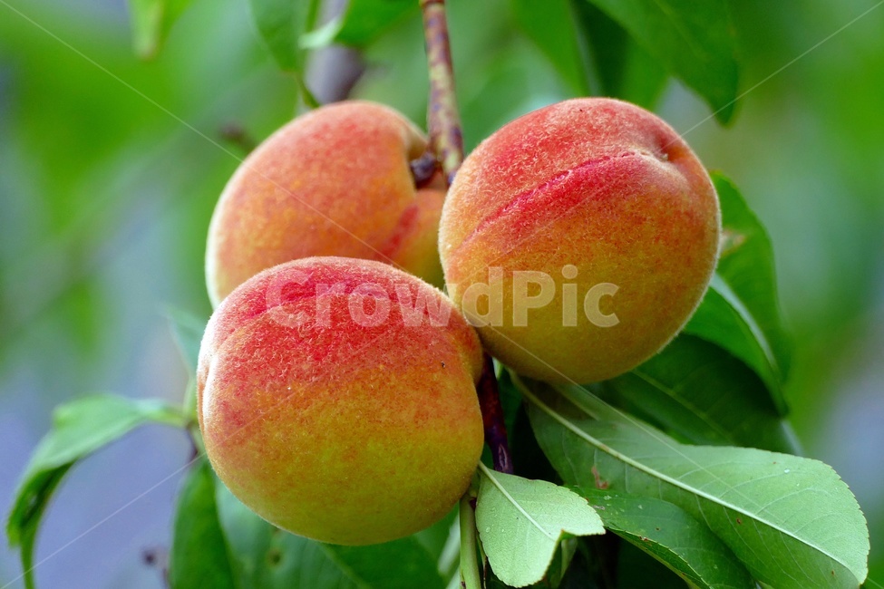 복숭아,과일,식물,계절,음식,과일,열매,fruit
