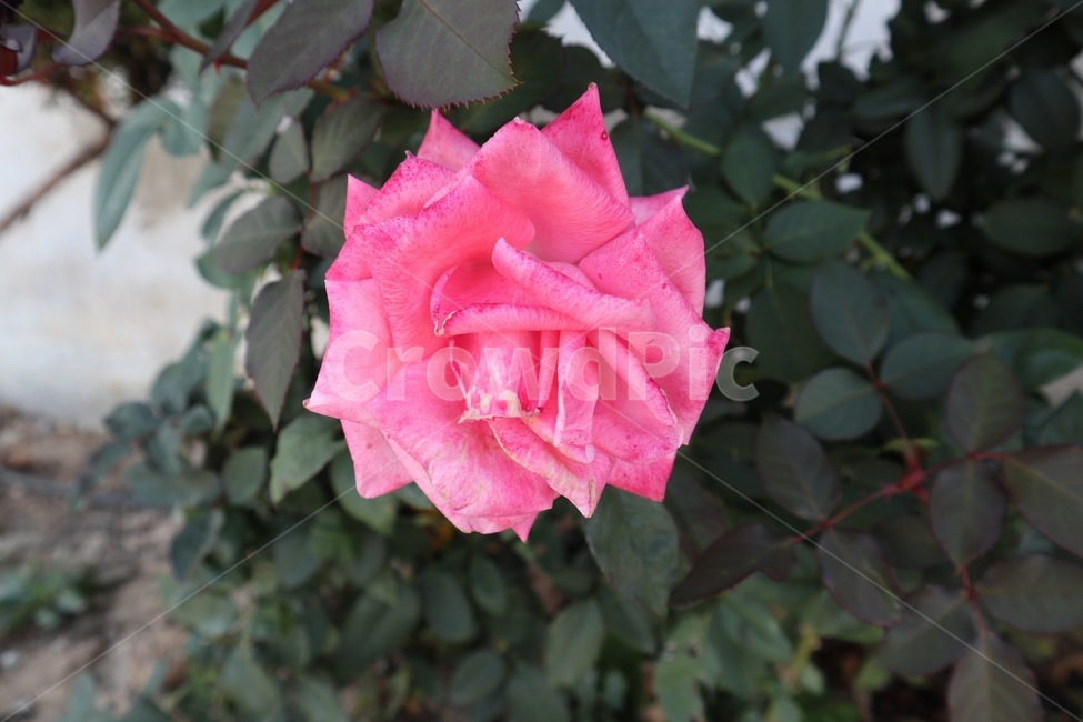 flower,꽃,rose,장미,plant,식물,식물,자연,plants,nature,꽃,flower