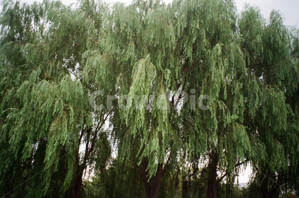 여름,새벽,나무,필름카메라,필름사진,식물,자연,plants,nature,나무,trees,wood
