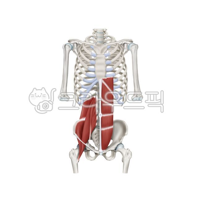 근육, 신경, 해부학, 의학, anatomy, 사진,이미지,일러스트,캘리그라피 - Nchuccida작가